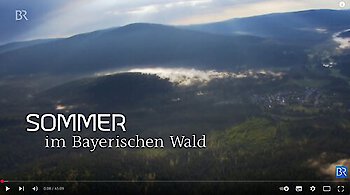 Sommer im Bayerischen Wald